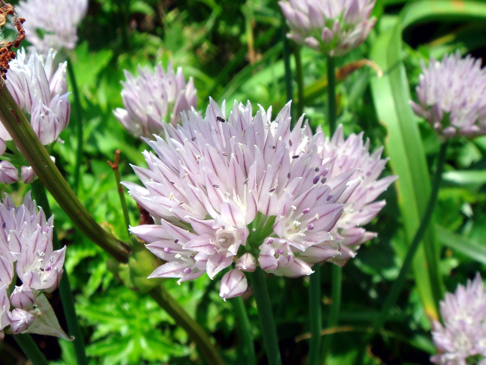 Allium ledebourianum Schultes & J. H. Schultes